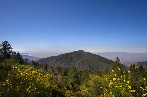 Mountain top with yellow flowers