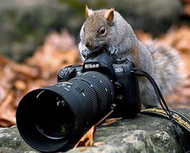 Squirrel with camera